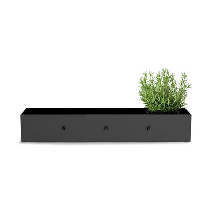 Black rectangular Cozze universal shelf with three hooks holding a green rosemary plant for versatile storage